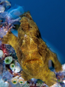 Frogfish by Anna Bilyk 